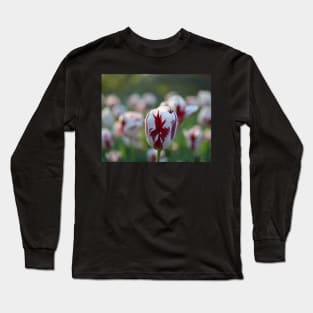 Red and White Tulip in the Boston Public Garden Boston MA Long Sleeve T-Shirt